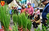 Lúa trổ đòng đắt khách ở chợ hoa Hàng Lược